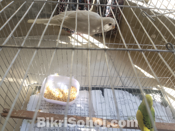 1 jora bajigar pakhi